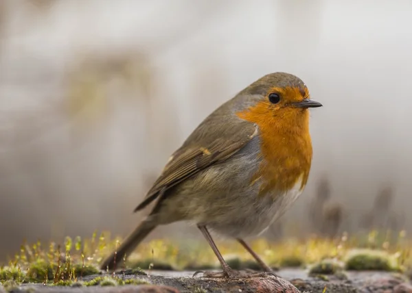 Robin Red prsu obecná (Erithacus rubecula) — Stock fotografie