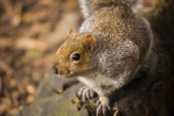 회색 다람쥐 (Sciurus carolinensis)) — 스톡 사진