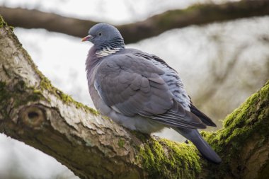 Tahta güvercin (Columba palumbus)