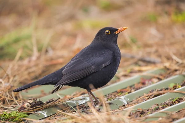 Czarniak (Turdus merula)) — Zdjęcie stockowe