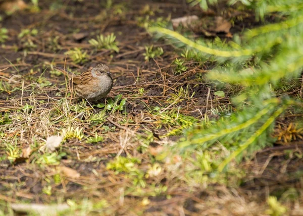 Dunnock (Prunella modularis) — Foto de Stock