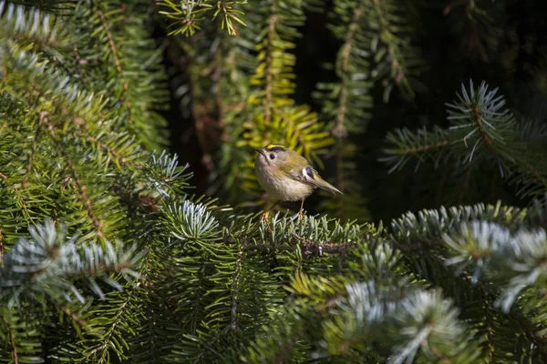 Goldcrest (ο Βασιλίσκος ο Βασιλίσκος) — Φωτογραφία Αρχείου