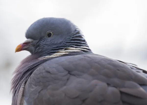 Wood Pigeon (Columba palumbus) — Stock Photo, Image