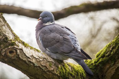 Tahta güvercin (Columba palumbus)