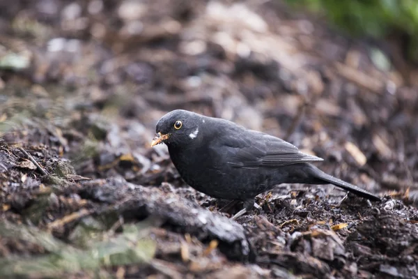 Bladvogel (Turdus merula)) — Stockfoto