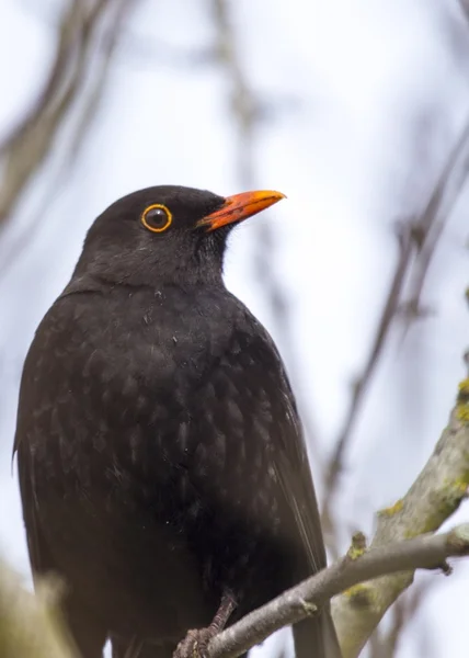 Blackbird (Turdus Merula) — Stock Photo, Image