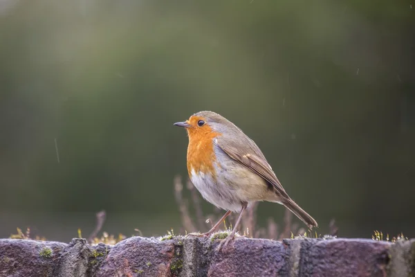 Robin kırmızı meme (Erithacus rubecula) — Stok fotoğraf