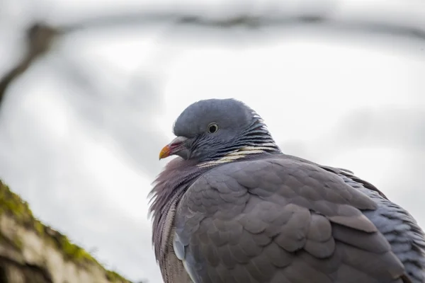 Лісовий голуб (Columba palumbus) — стокове фото