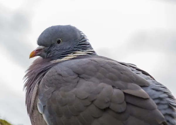 Ξύλινο περιστέρι (Columba palumbus) — Φωτογραφία Αρχείου