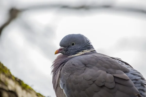 Wood Pigeon (Columba palumbus) — Stock Photo, Image