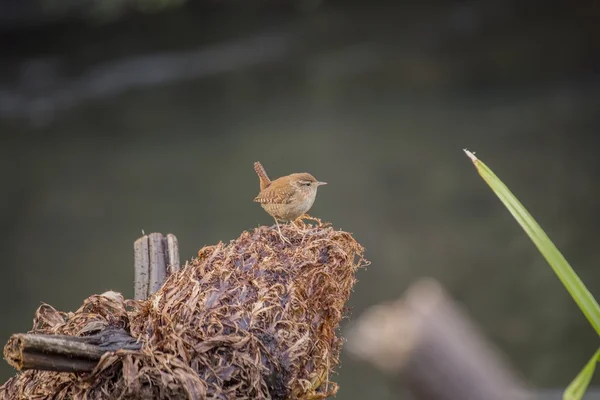 Wren Hanesi (troglodit aedon)) — Stok fotoğraf