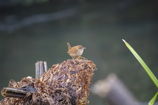 Wren Hanesi (troglodit aedon)) — Stok fotoğraf