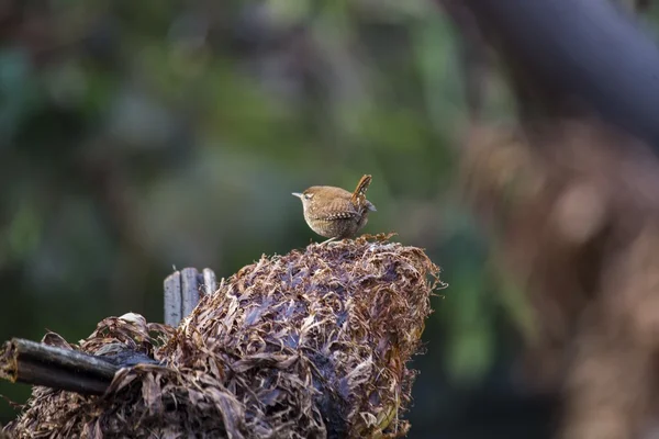 Dům střízlík (troglodytes aedon) — Stock fotografie