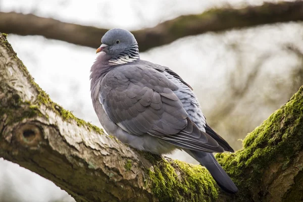 Gołąb drzewny (Columba palumbus) Zdjęcie Stockowe