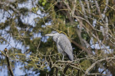 Gri balıkçıl (Ardea cinerea) açık havada Ulusal botanik bahçeleri, Dublin, İrlanda benekli