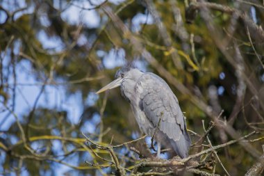 Martı Yengeç yemek