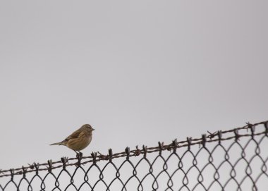 Genel Linnet (Carduelis cannabina)