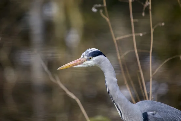 Gaviota comiendo cangrejo — Foto de Stock