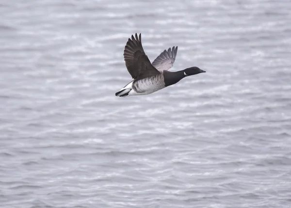 Brant Goose In Flight (Branta bernicla) ) — стоковое фото