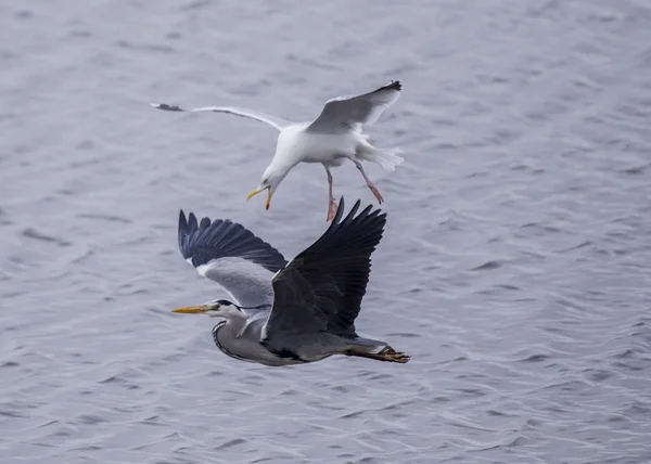 Seagull aanval Heron — Stockfoto