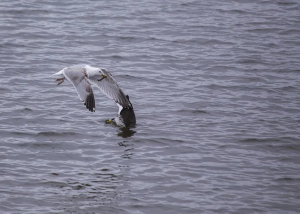 Seagull eten krab — Stockfoto
