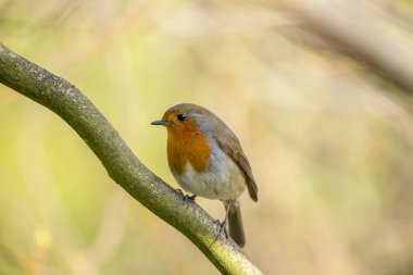 Robin kırmızı meme (Erithacus rubecula)