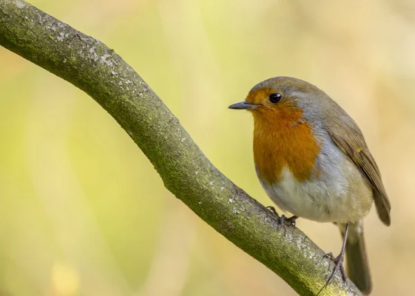 Robin kırmızı meme (Erithacus rubecula) — Stok fotoğraf