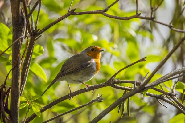 Robin Red piersi (Erithacus rubecula) — Zdjęcie stockowe