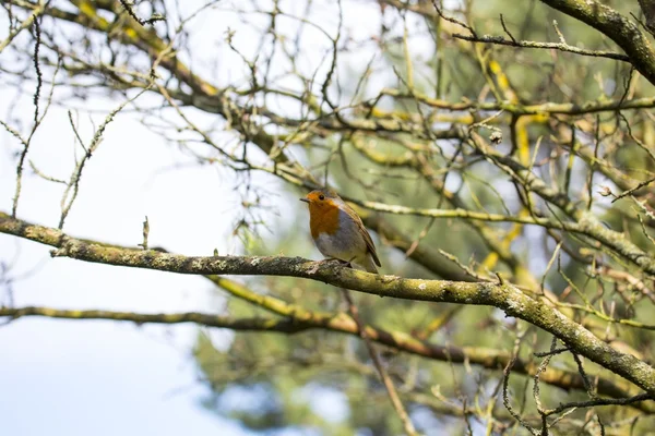 Robin Red Breast (Erithacus rubecula) — Stock Fotó