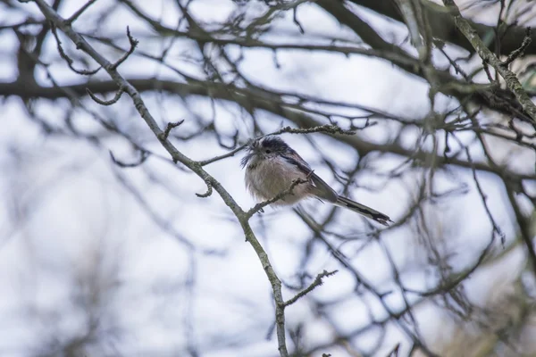 Uzun baştankara kuyruklu (Aegithalos caudatus) — Stok fotoğraf