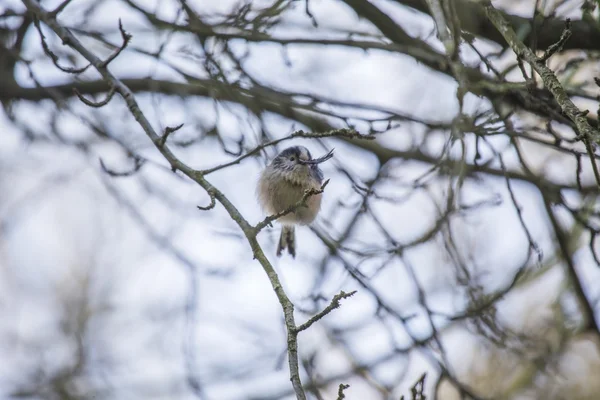 Dlouho sledoval tit (aegithalos caudatus) — Stock fotografie