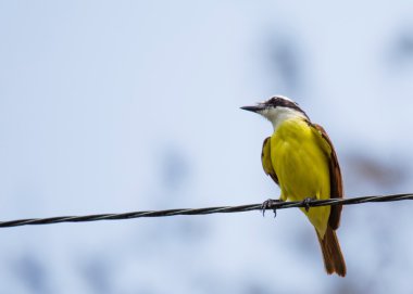 Büyük Kiskadee (Pitangus sulphuratus) -8