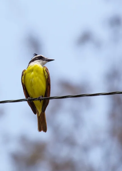 Великий кискади (Pitangus sulphuratus) -12 — стоковое фото