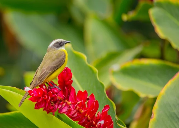 Große Kiskadee (Pitangus sulphuratus) -14 — Stockfoto