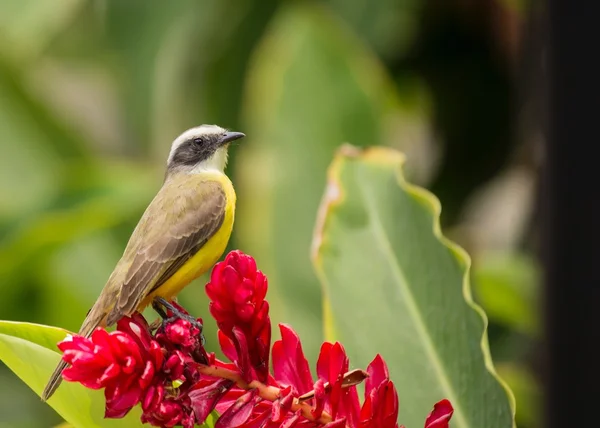 Büyük Kiskadee (Pitangus sulphuratus) -18