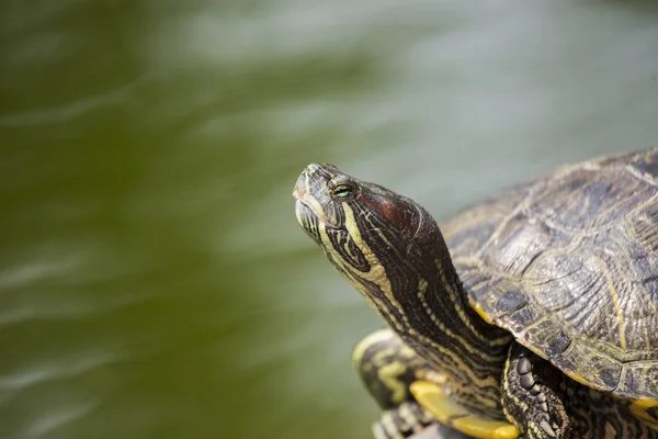 Kırmızı kulaklı kaymak kaplumbağa (Trachemys scripta elegans) — Stok fotoğraf