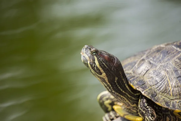 Vermelho orelhudo Slider tartaruga (Trachemys scripta elegans) — Fotografia de Stock