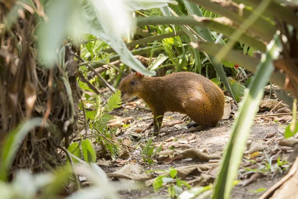 Agouti Centroamericano (Dasyprocta punctata ) —  Fotos de Stock