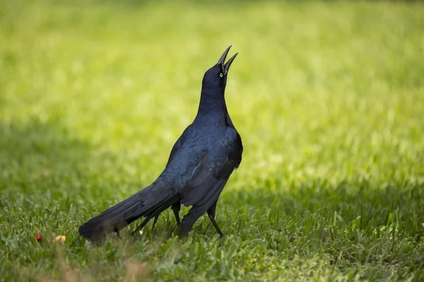 Common Grackle (Quiscalus quiscula) — Stock Photo, Image