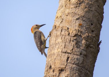 Altın-zeytin ağaçkakan (Colaptes rubiginosus)