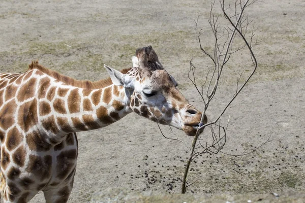 Giraffe buitenshuis in Afrika — Stockfoto