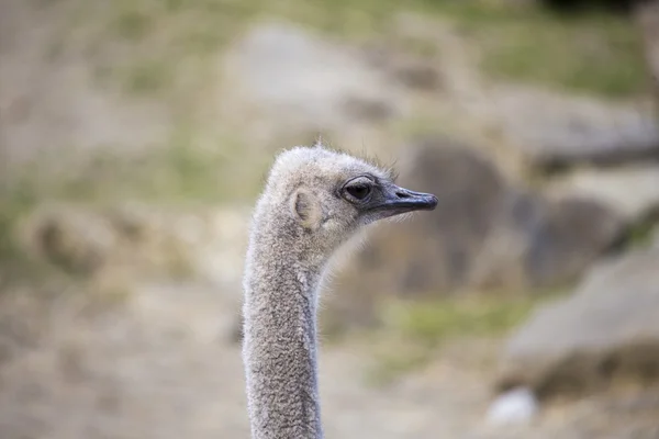 타조 (Struthio Camelus) — 스톡 사진