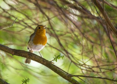 Robin kırmızı meme (Erithacus rubecula)