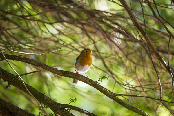 Robin Vermelho mama (Erithacus rubecula) — Fotografia de Stock