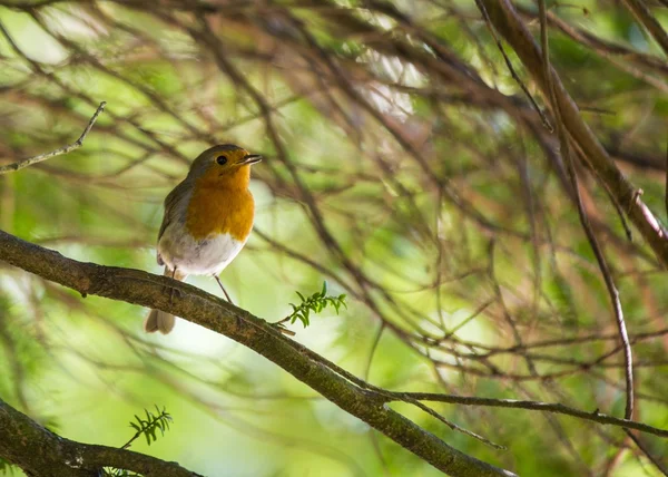 Robin rode borst (Erithacus rubecula) — Stockfoto