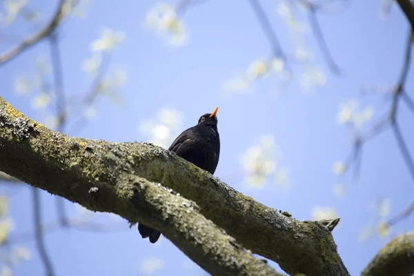 Amsel (Turdus merula)) — Stockfoto