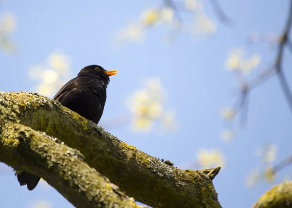 Kosovití (Turdus merula) — Stock fotografie