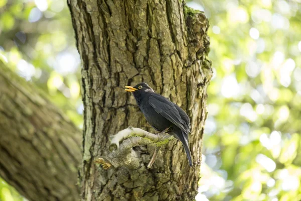 Kosovití (Turdus merula) — Stock fotografie