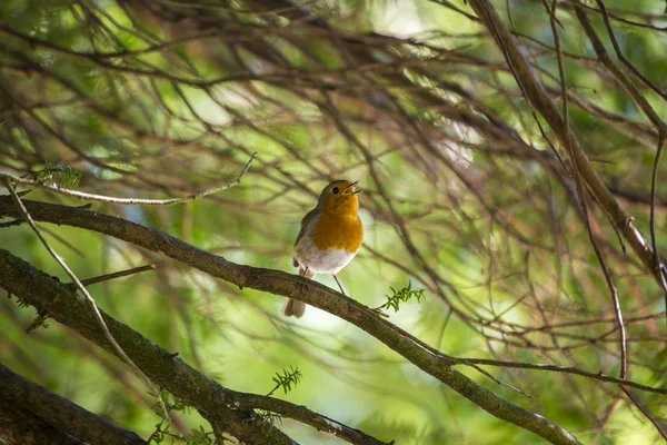 Robin kırmızı meme (Erithacus rubecula)