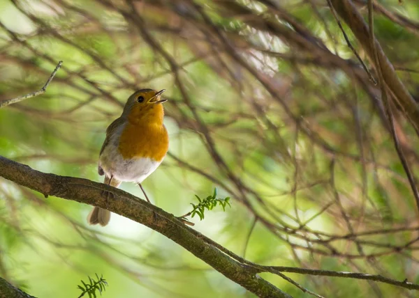 Red Robin μαστού (Erithacus rubecula) — Φωτογραφία Αρχείου